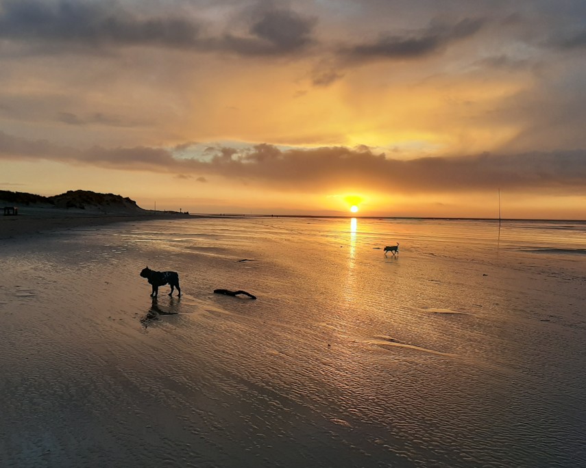 Hunde am Strand von Borkum